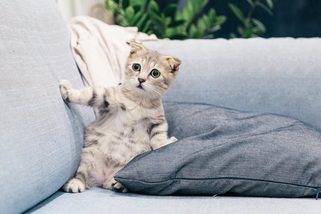 kitty01
